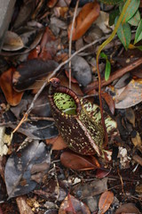 Sarracenia