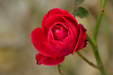 Czerwona róża (Red rose) - obrazy, fototapety, plakaty