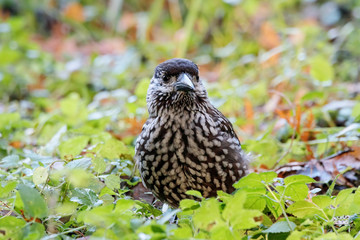 Spotted nutcracker eating nuts on ground in grass. Northern beautiful crow. Bird in wildlife.
