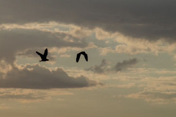 fly