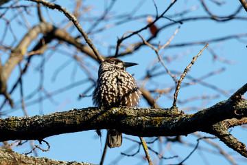 Spotted nutcracker sitting on branch of tree. Northern beautiful crow. Bird in wildlife.