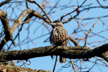Spotted nutcracker sitting on branch of tree. Northern beautiful crow. Bird in wildlife.