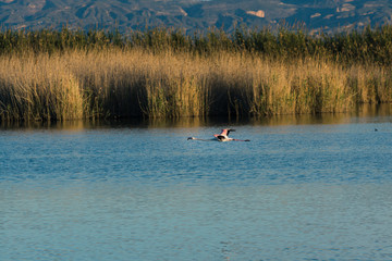 Flamenco aterrizando