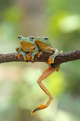 green tree frog, flying frog, java frog
