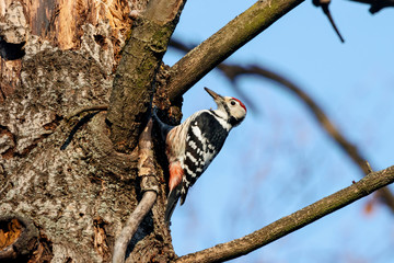 White-backed woodpecker male eating perched on old tree bark. Cute rare bright bird in wildlife.