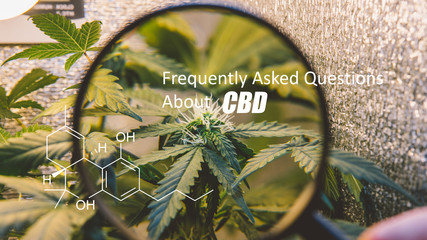 growing medical marijuana indoor close-up. THC element logo