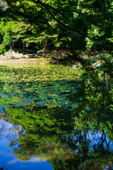 Beautiful pond in japanese garden with reflection of maple trees in autumn (Koishikawa Korakuen, Tokyo, Japan)