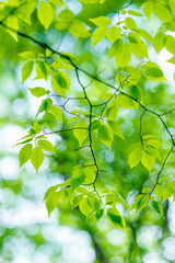Fototapeta na wymiar White round blur and fresh green branches - 白い丸ボケと新緑の枝