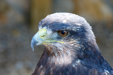 Retrato de águila real