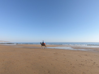 Camello en Agadir