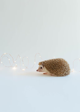 Tiny cute hedgehog surrounded by fairy lights