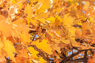 Yellow Oak tree leaves