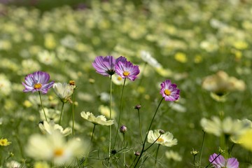 Lemon yellow cosmos, taken in Ibaraki prefecture, Japan