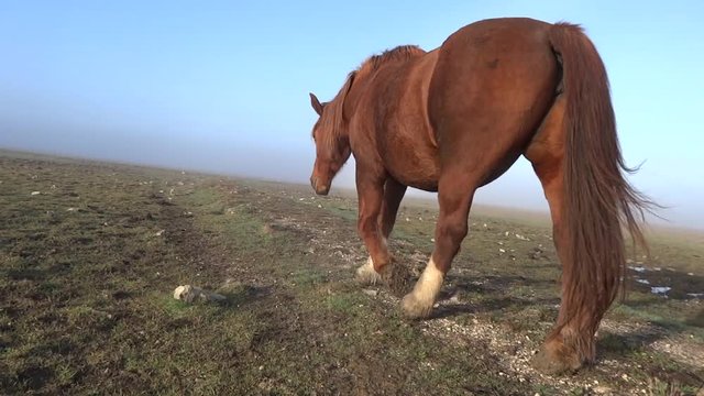 Une jument rejoint son troupeau.