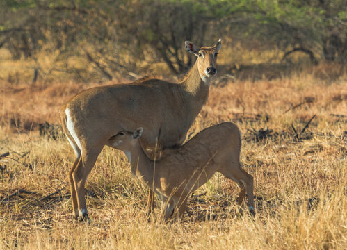 Blue Buck feeding Calf