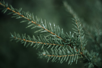 Pine branch with water droplets