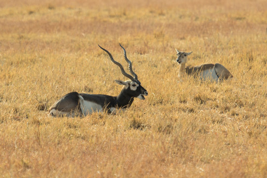 The Black Buck Male and Female