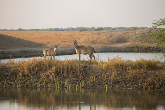 The Blue buck and Calf