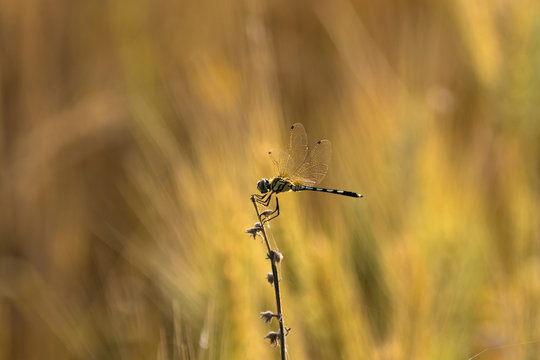 The Dragonfly Sitting on stem