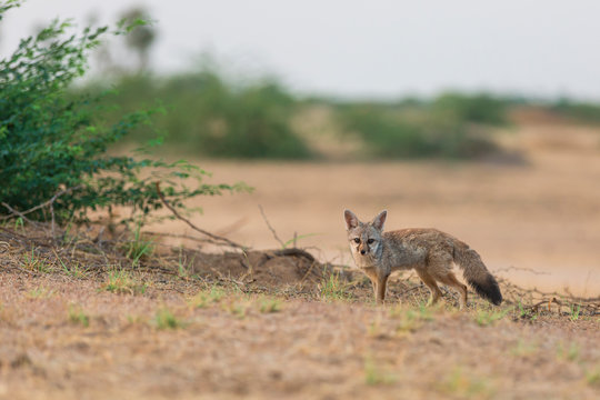 Indian Fox