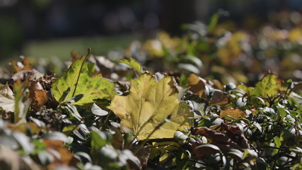 Bush of bright yellow flowers. Little boy smelling yellow flowers. 4k
