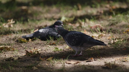 a dove sitting on the grass, looking around