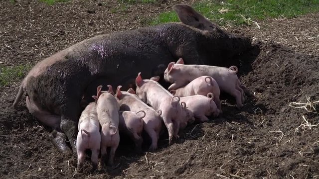 Outdoor-Schweinehaltung: Sau s&auml;ugt Ferkel in einer Schlammsuhle