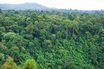 Fototapeta na wymiar Ancient tropical forest on Bolaven Plateau.