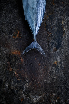 Baby Bonito on dark metal background
