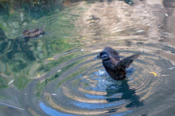 Duck takes off from the water
