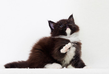 kitten waving his paw