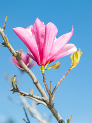 A magnolia flower on a blue sky background