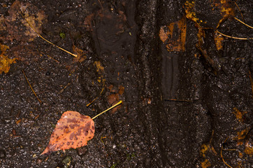 Autumn weather in Europe. Dirt after rain and fallen leaves