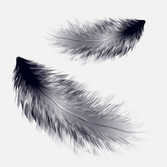 Obraz premium Vector illustration of realistic bird feather