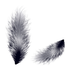 Vector illustration of realistic bird feather