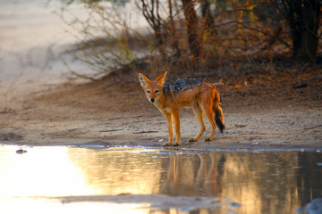 The black-backed jackal (Canis mesomelas) drinks at the waterhole in the desert. Jackal by the water in the evening light. Jackal at sunset at waterhole.