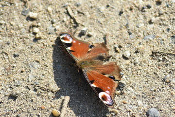 Schmetterling