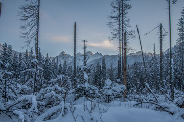 Fototapeta na wymiar Las tatrzański zimą