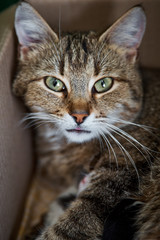 cat with a kitten in a cardboard box