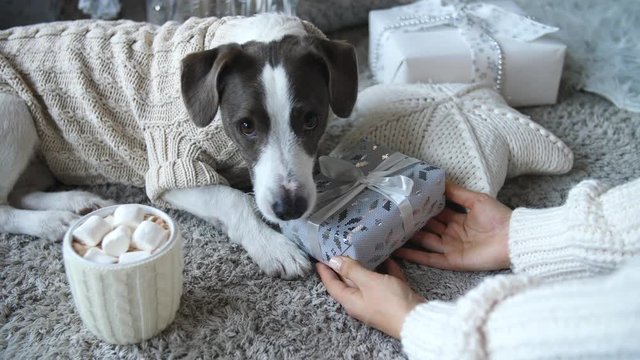 Dog Receiving Gift On Christmas. Happy Holidays Concept.