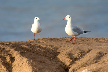 Seagulls resting on the coast  