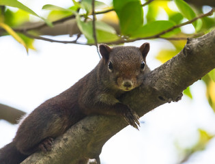 young squirrel is running on a tree	