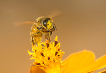 Honey bee sucking nectar on a yellow flower 