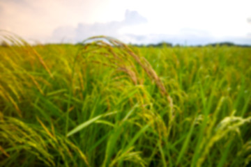 Fototapeta na wymiar Rice plant blur