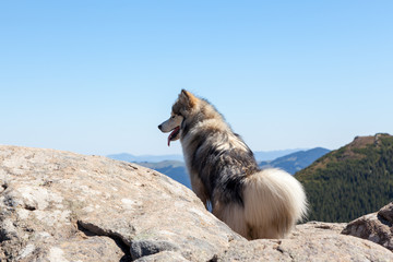 Obraz premium Husky dog looking into the distance in the mountains