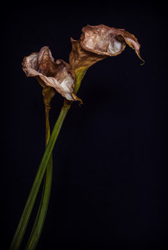 Close up of dried calla lily