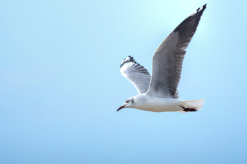 Seagull flying under the blue sky 