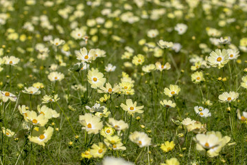 Fototapeta premium Lemon yellow cosmos, taken in Ibaraki prefecture, Japan