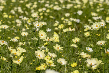 Lemon yellow cosmos, taken in Ibaraki prefecture, Japan