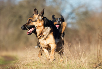 Obraz na płótnie Canvas german shepherd dog outdoor
